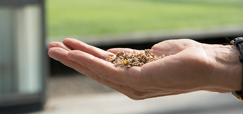 Hand Holding Seeds