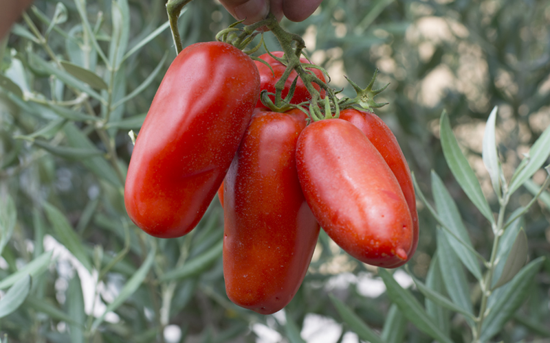 San Marzano Tomatoes