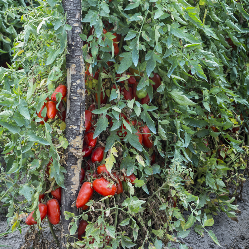 San Marzano Plant