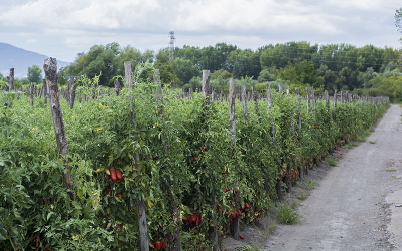 San Marzano Plants