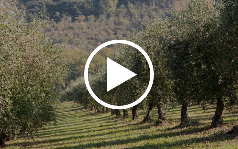 Cento Olive Oil