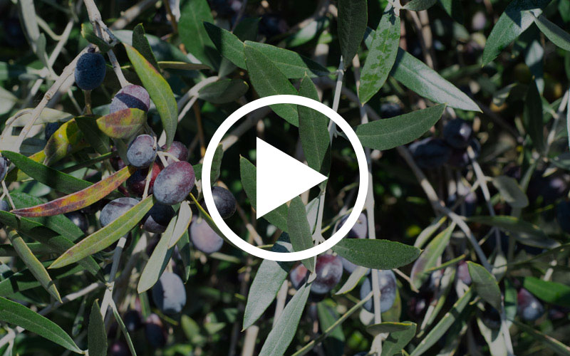 Cento Olive Oil