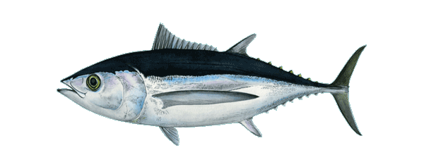 Cento Albacore Tuna Fish