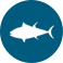 Skipjack Tuna