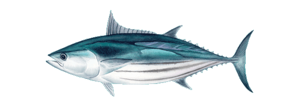 Cento Skipjack Tuna Fish