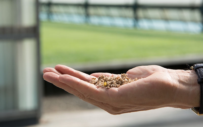 Organic Hand Holding Seeds