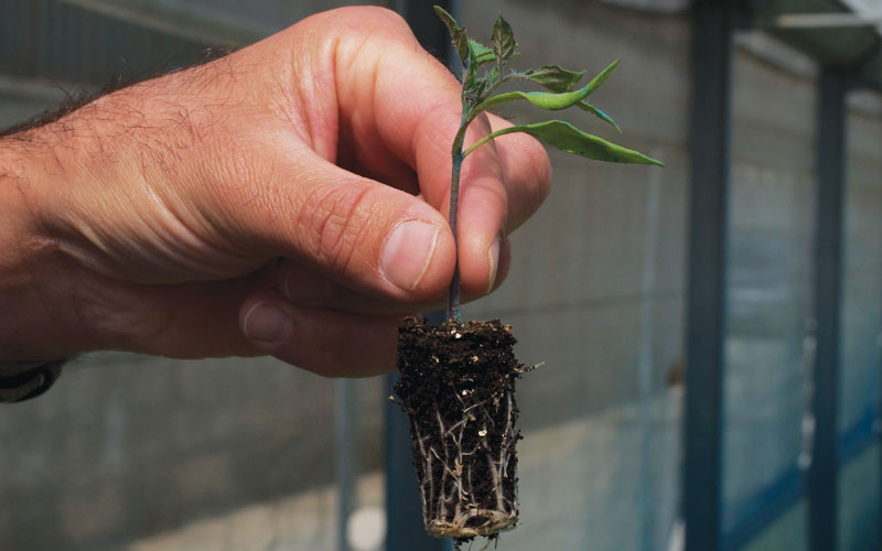 San Marzano Seedling