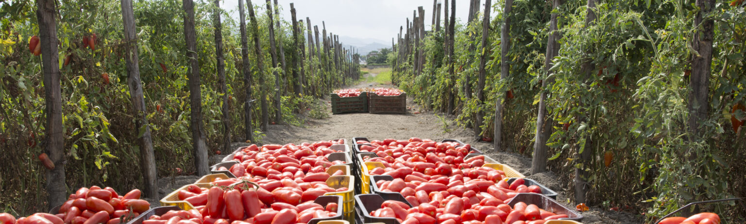 Cento tomato traceability