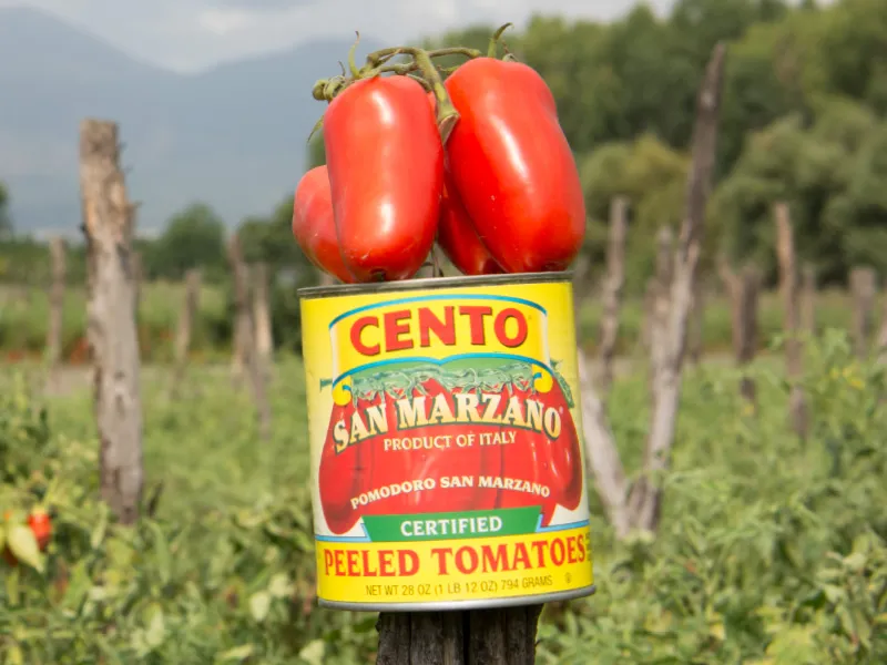 Cento San Marzano Can on pole in field