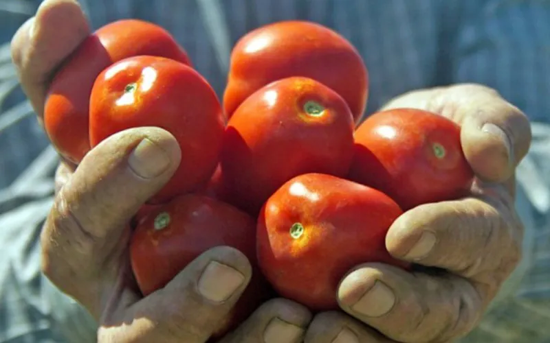 Hands holding tomatoes