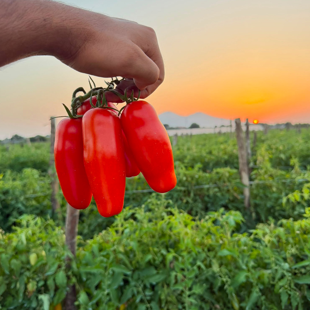 San Marzano tomatoes growing in an Italian field