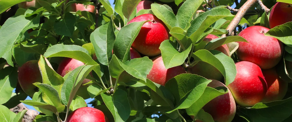 Apples on tree
