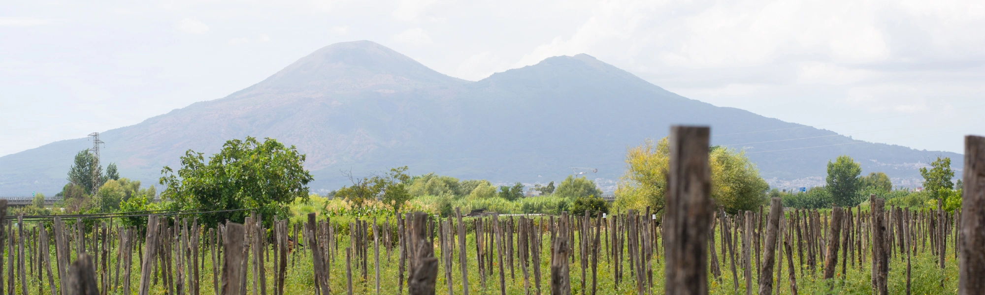 Cento Find My Field tomato traceability