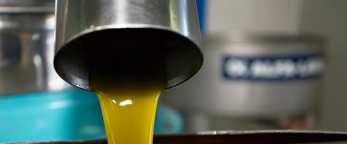 Olive oil being pressed in factory