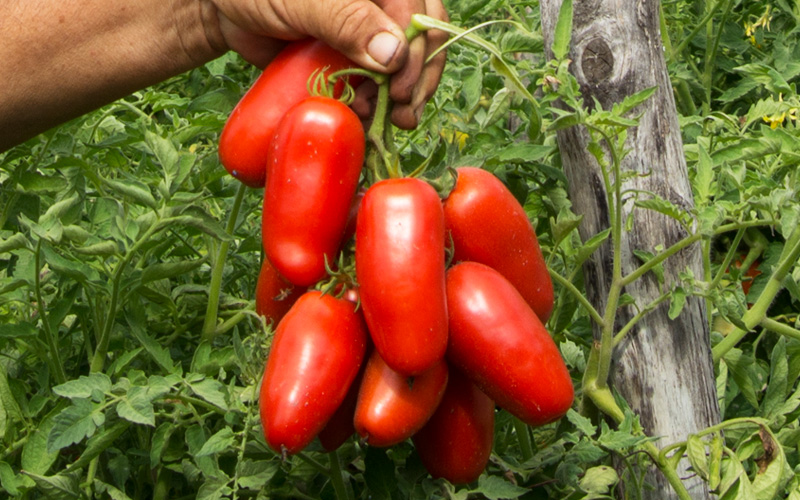 San Marzanos being held on vine
