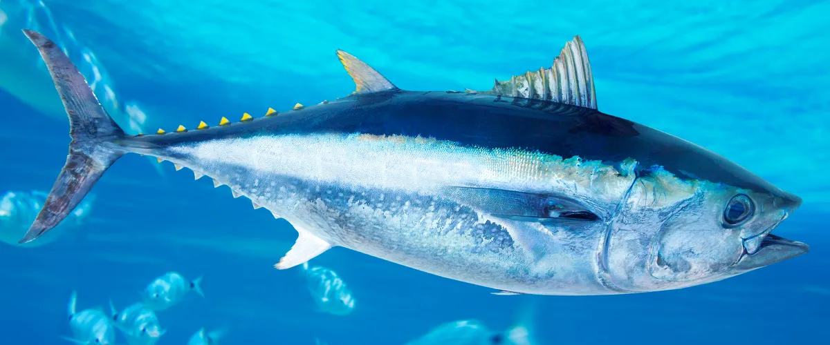 Tuna swimming in ocean