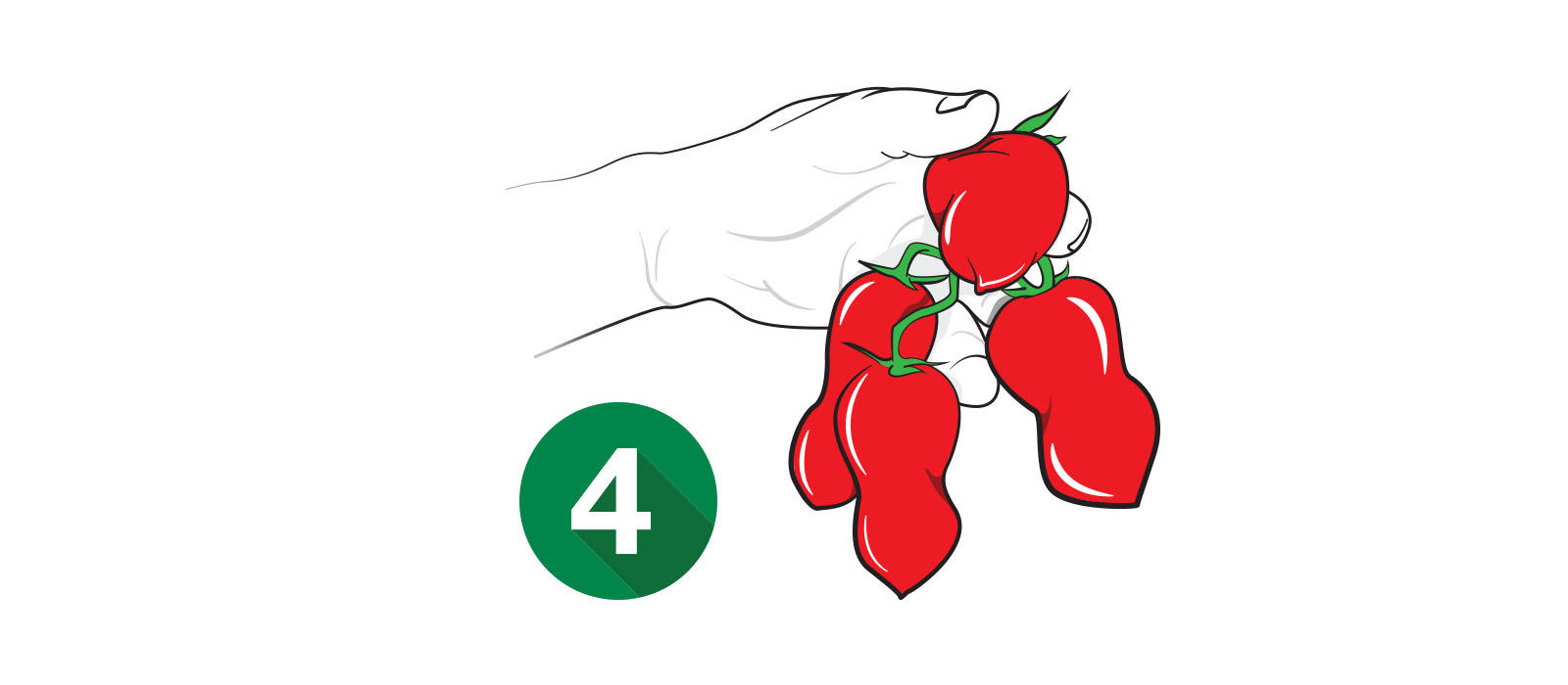 THE CROP IS HAND PICKED ACCORDING TO OUR STANDARDS.