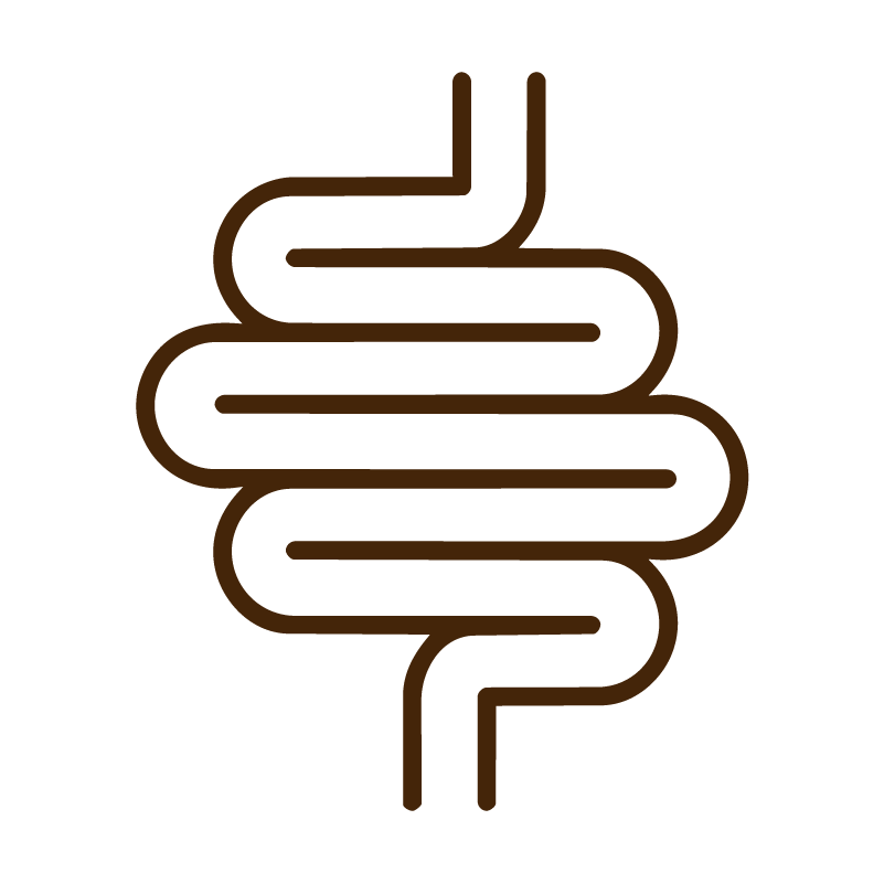 Digestive system