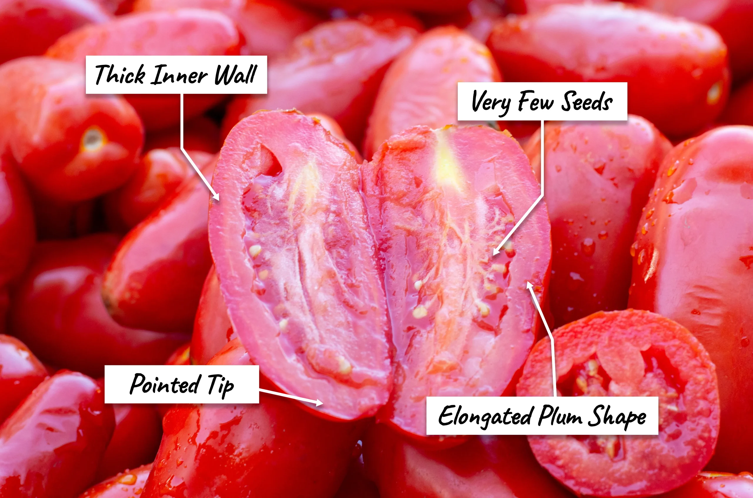 Anatomy of a San Marzano tomato highlighting its thick inner wall, few seeds, pointed tip and elongated plum shape