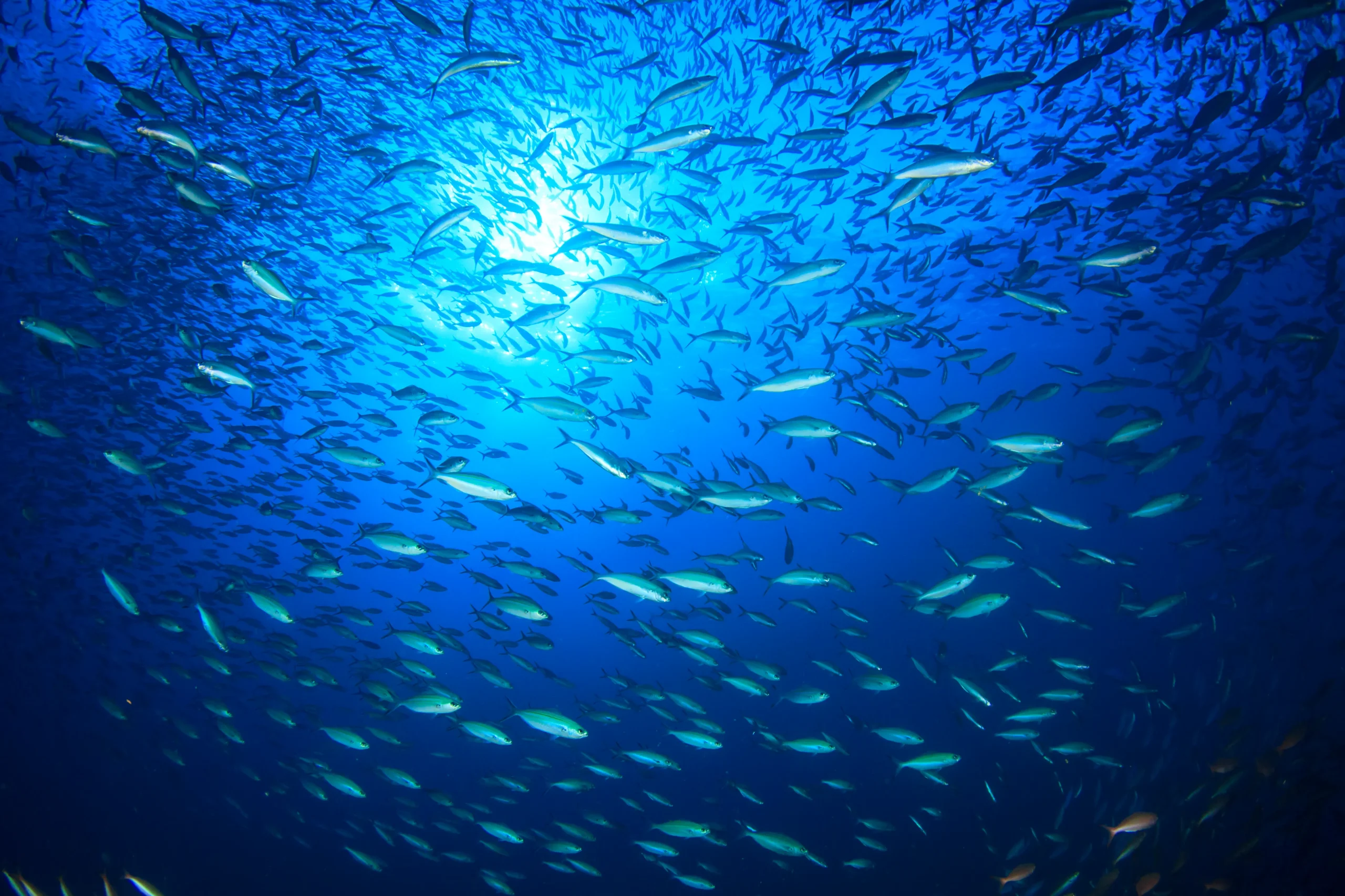 school of sardines in ocean