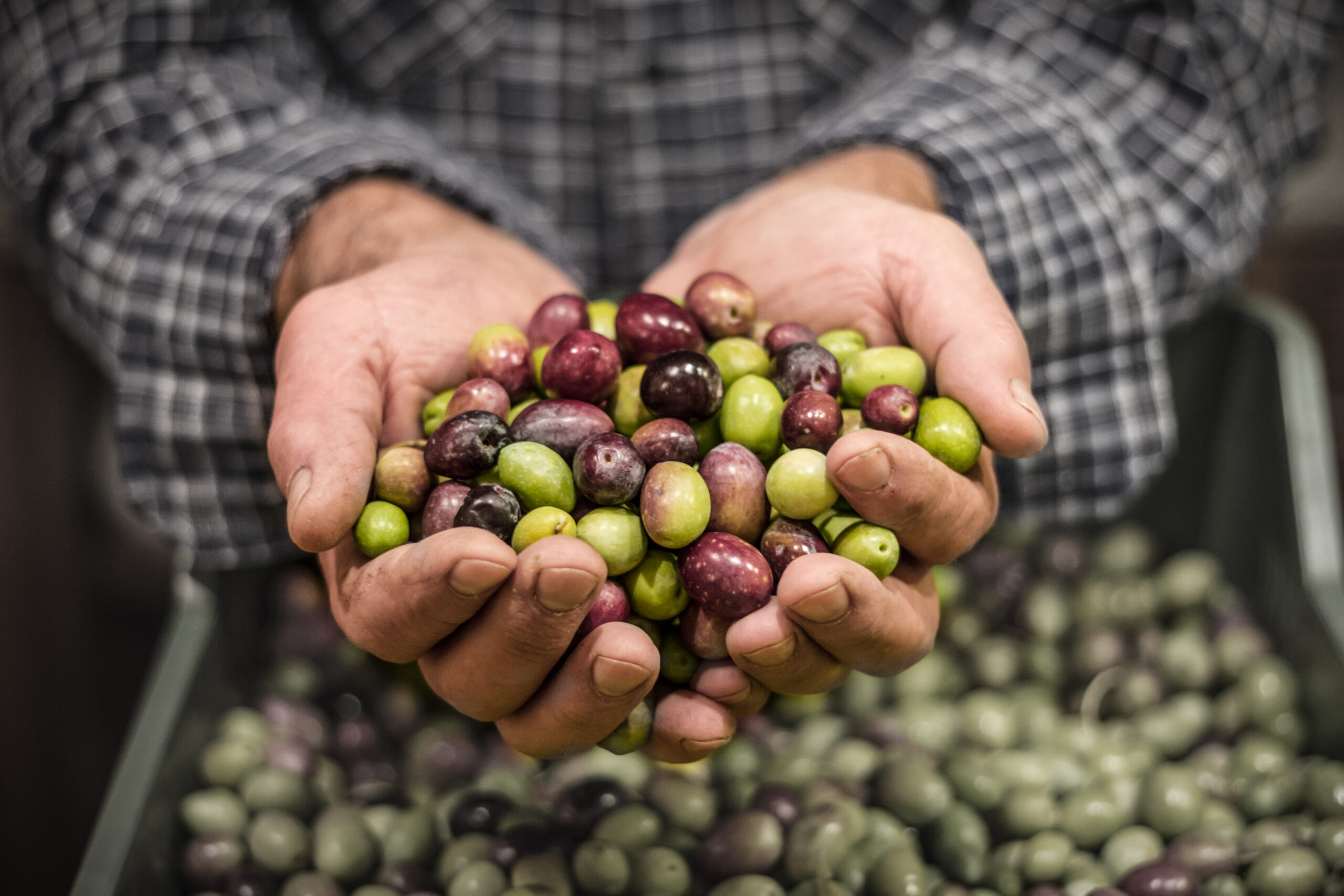 Man's hands holding a handful of olives