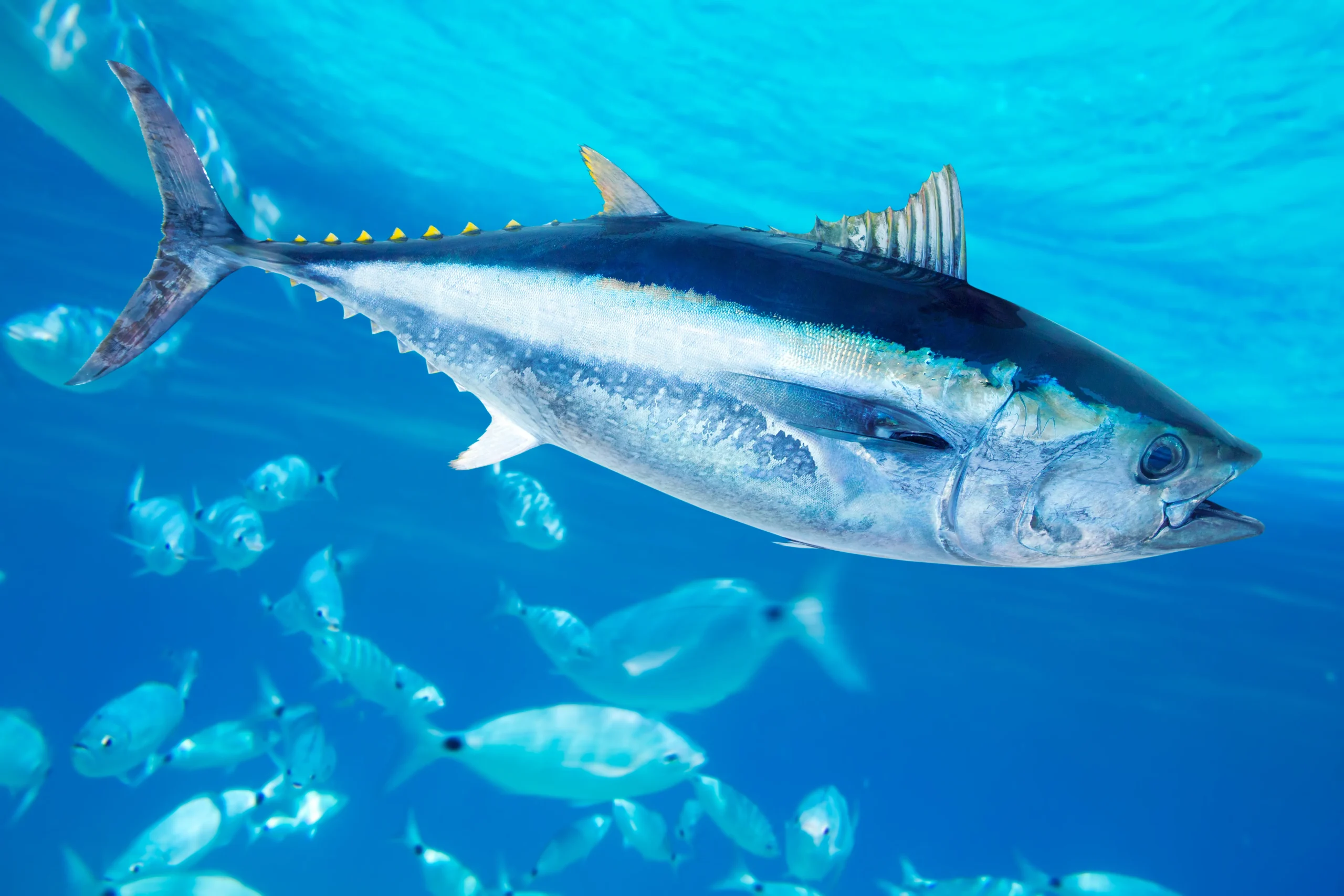 Cento Albacore tuna open on a table