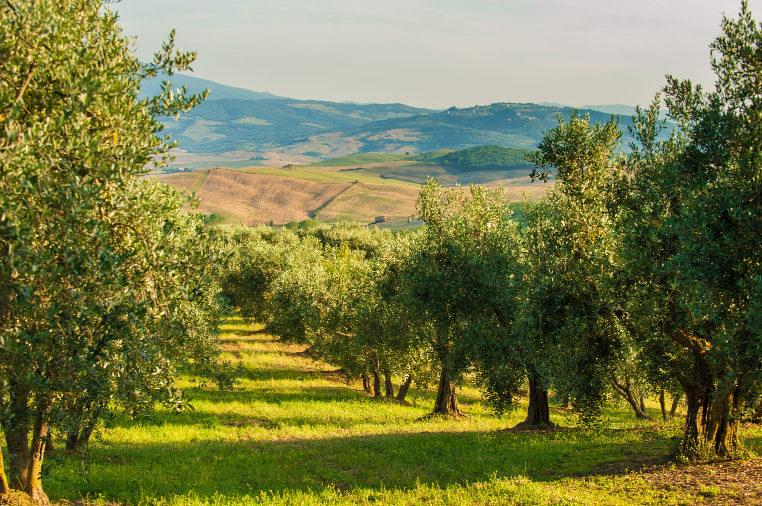 Olive groves in the Italian countryside